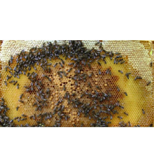 Wabenfotos, kompl Satz (20 Stk.)für 10 Rähmchen,