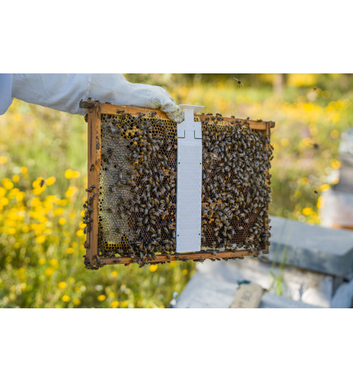 Calistrips - Oxalsäurestreifen