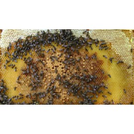 10 fertige Rähmchen mit Wabenfotos